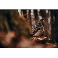 thumbnail image 2 of Furch, Lukas 24x17 White Modern Wood Framed Museum Art Print Titled - Eurasian eagle-owl (Bubo bubo), 2 of 4