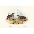 thumbnail image 2 of Gould, John 14x11 Gold Ornate Wood Framed with Double Matting Museum Art Print Titled - Pectoral Quail-Coturnix pectoralis, 2 of 4