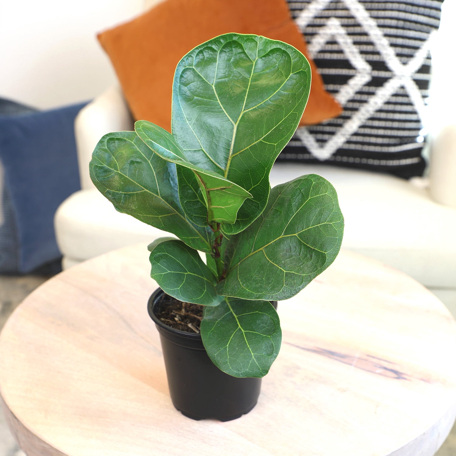 Altman Plants 9" Dark Green Ficus Lyrata Live Plants in 4" Planter Pots