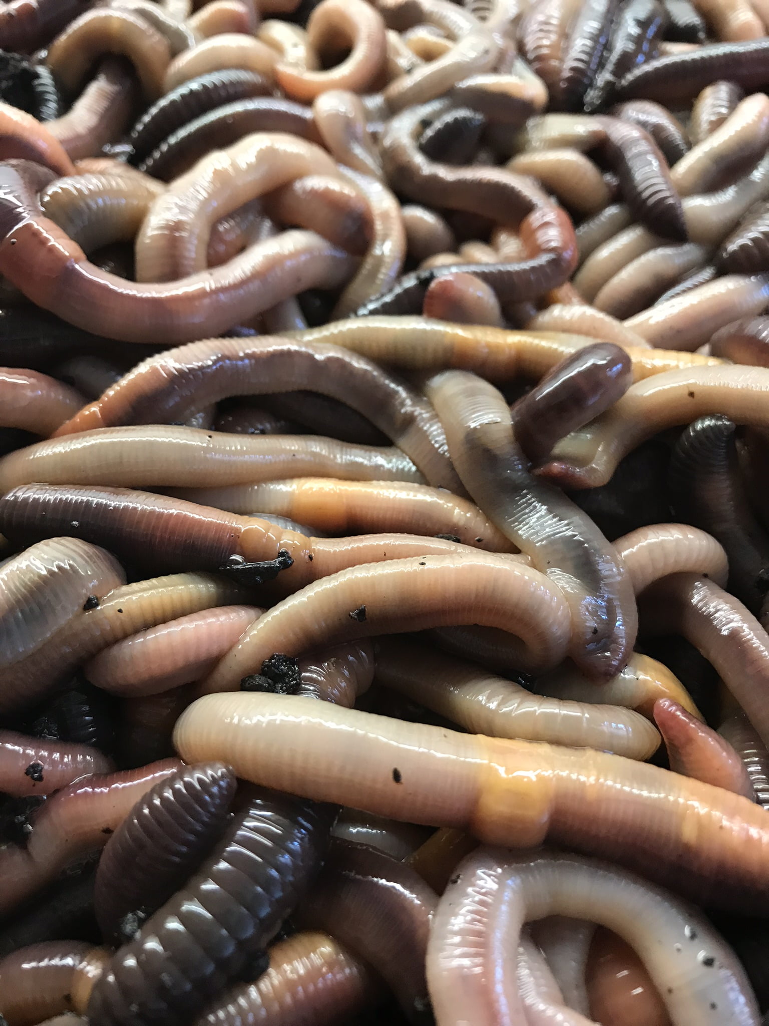 Speedy Worm Live Canadian Nightcrawlers 500 Count / Live Fishing