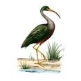 thumbnail image 2 of Vision Studio 12x14 Black Ornate Wood Framed with Double Matting Museum Art Print Titled - Water Birds I, 2 of 4