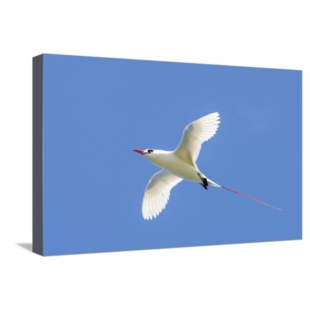 - Red-Tailed Tropicbird, Kilauea Point National Wildlife Refuge, Kauai, Hawaii Stretched Canvas Print Wall Art By Michael DeFreitas