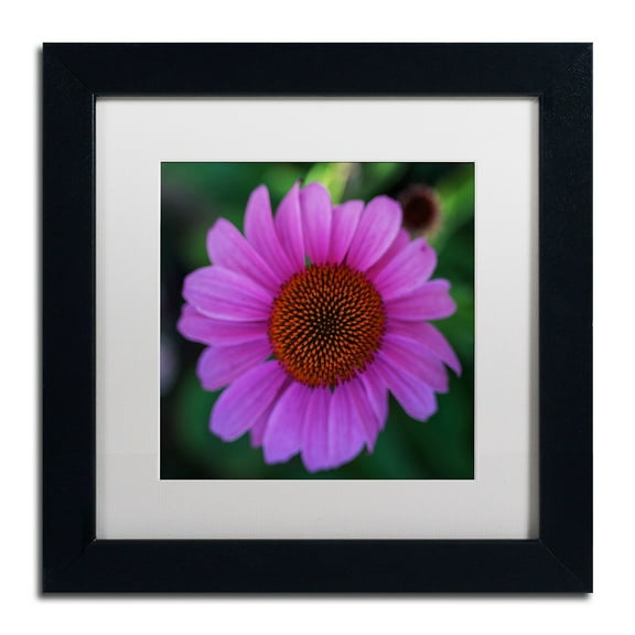 Trademark Fine Art "Purple Coneflower" Canvas Art by Kurt Shaffer, White Matte, Black Frame