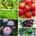 thumbnail image 4 of Garden Netting, 10x33Ft Ultra Fine Mesh Bird Netting & Pest Barrier - 2 Pack Reusable Plant Covers for Vegetables, Fruits, Flowers, Raised Beds, Greenhouse Row Protection, 4 of 8