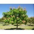 thumbnail image 4 of Irwin Mango Tree Live Plant 8-12" Tall in Pot - Sweet Mango Tree - Seeding Mango Live Plant - Tropical Fruit Tree - Outdoor Garden, 4 of 5