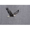 thumbnail image 2 of Illg, Cathy and Gordon 18x13 White Modern Wood Framed Museum Art Print Titled - AK, Chilkat Bald eagle flying through snowstorm, 2 of 4