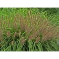 thumbnail image 2 of Red Head Fountain Grass - Pennisetum - Gallon Pot, 2 of 2
