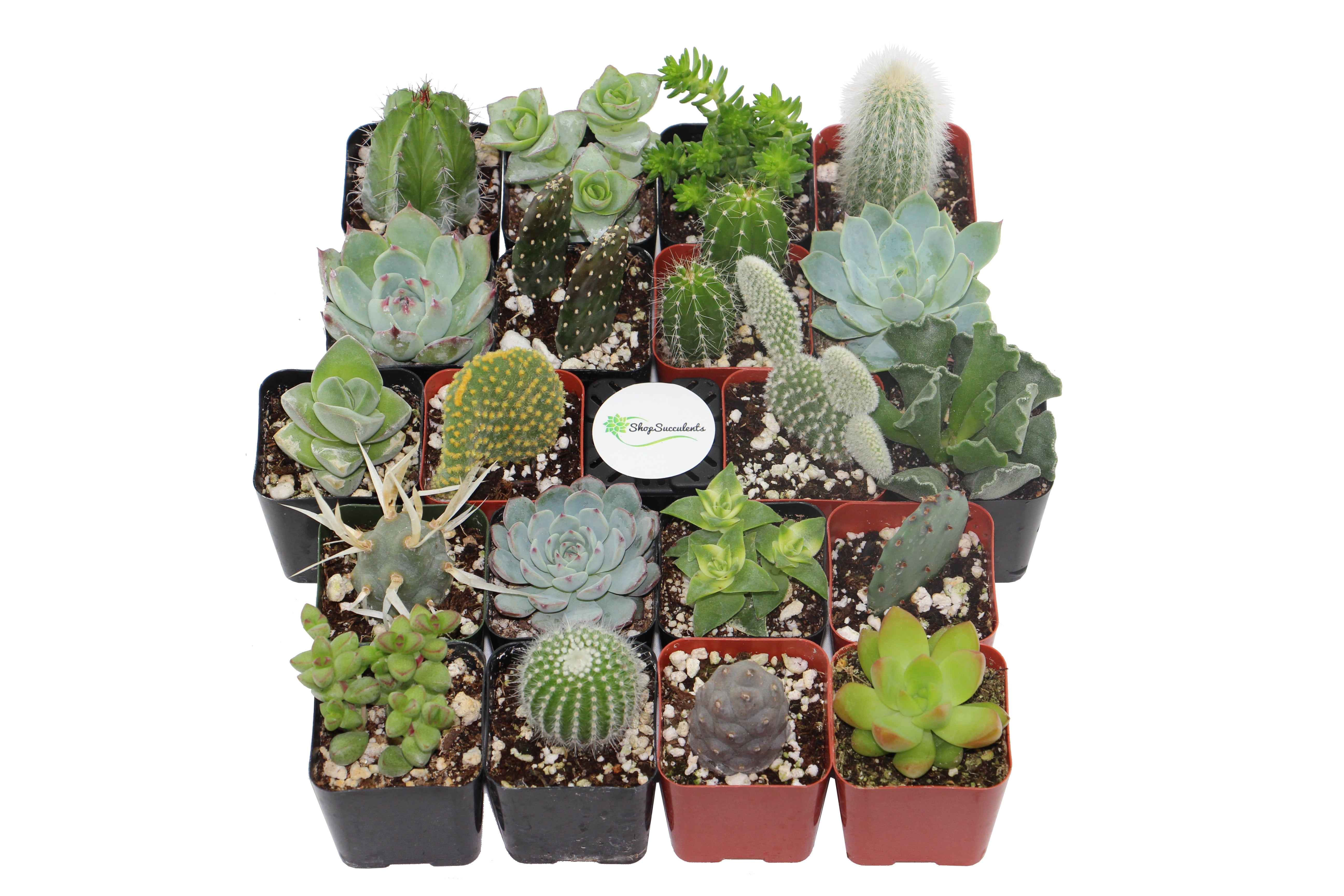 Shop Succulents Assorted Real Live Succulent Collection (Pack of 20) -  Walmart.com