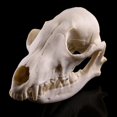 thumbnail image 2 of Lowrie Skull Resin Teaching Skeleton Model Aquarium, 2 of 8
