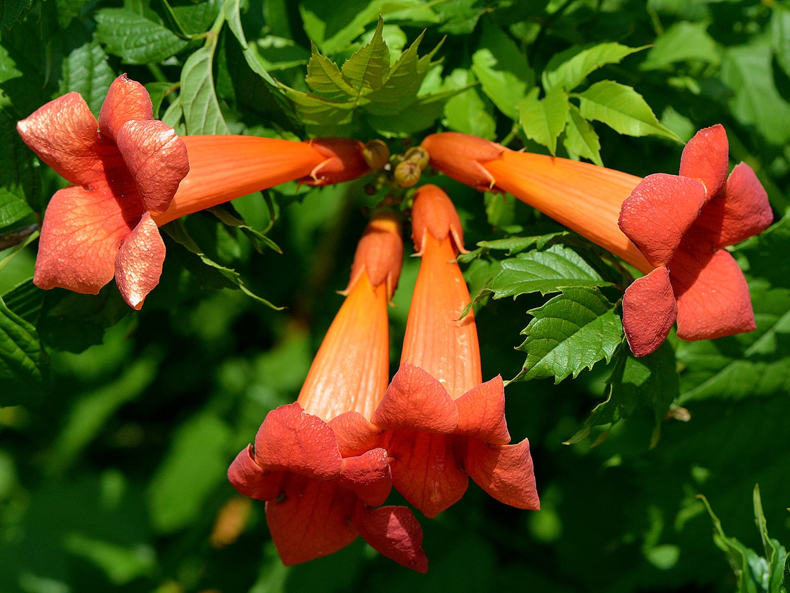 Trumpet Vine Campsis radicans 2.5" Pot