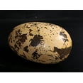 thumbnail image 6 of Small Theropod Dinosaur Egg Life Size Statue, 6 of 8