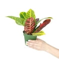 thumbnail image 2 of Croton Petra - Variegated Croton plant (4"+ Plastic Pot) - Air-Purifying & Detoxifying Tropical Houseplant, 2 of 5