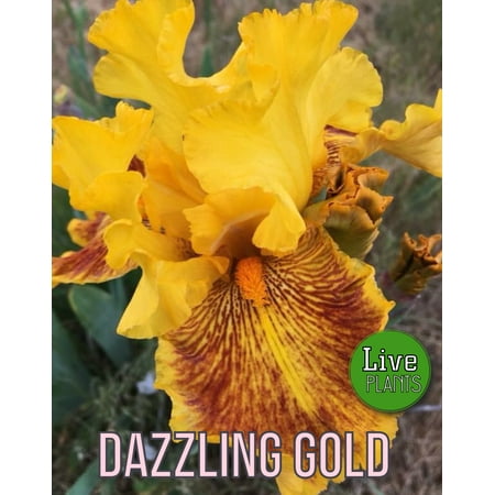 - 1981 Anderson - Dazzling Gold - Tall Bearded Iris Rhizome (1 Rhizome)