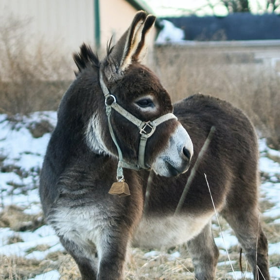ULTNICE 6Pcs Small Cowbells for Cows and Sheep with Metal Material and Ringing Function for Farm Use and Christmas