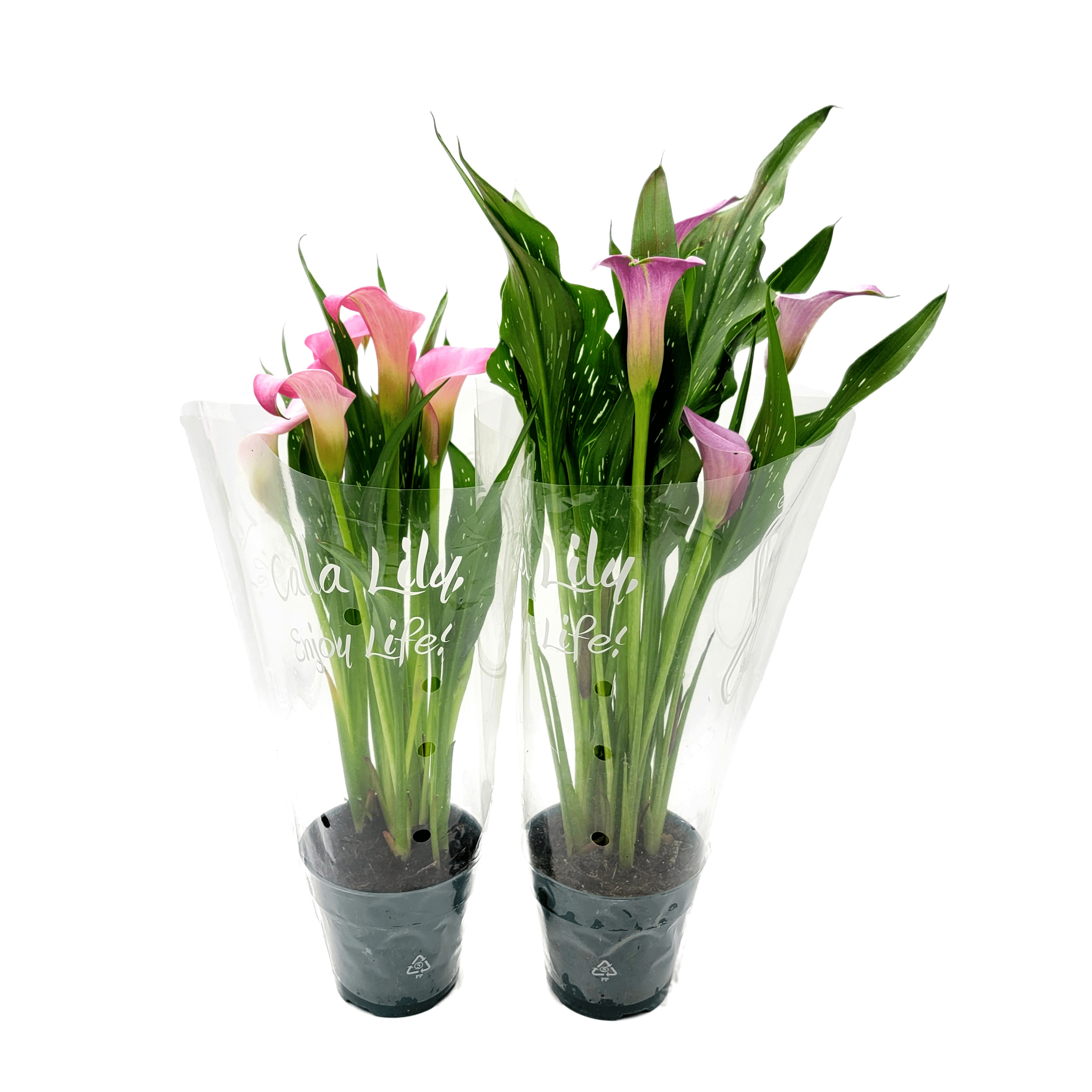 Wonderland Flora Calla Lily Live Plants in 4" Pots (2 Count)