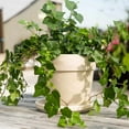 thumbnail image 2 of English Ivy Green Live Plant for Indoor | Different Houseplants in 4'' & 6'' Pot | Real House Plant for Living Room, Office, Desk & Bathroom | Hedera helix Green California, 2 of 7