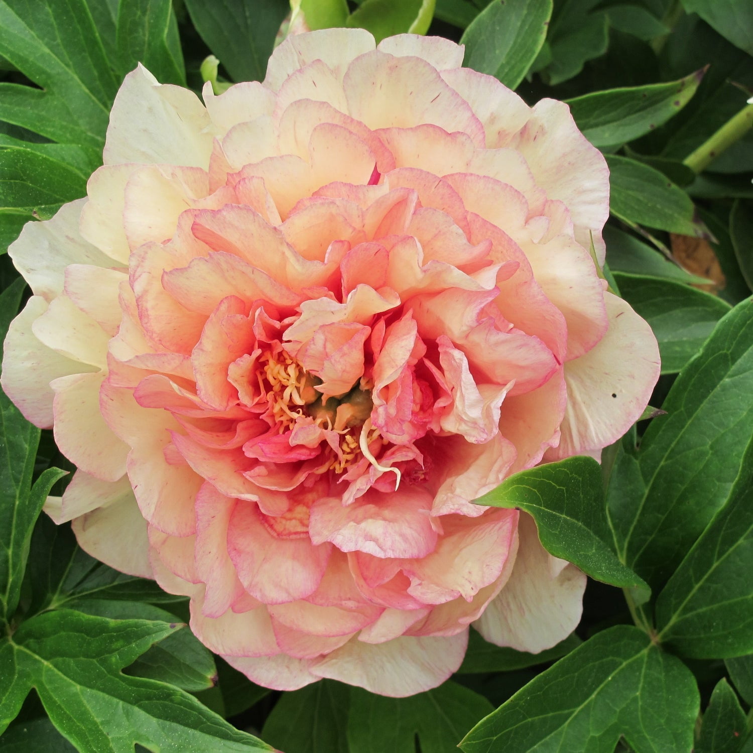 Expert Gardener 12-18" Peony Simply Scrumptious™ Live Tree in 1 gal. Grower Pot