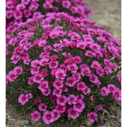 Angle View: Proven Winners 2.5QT Multi-color Dianthus Full Sun, Live Plants with Grower Pot