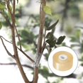 thumbnail image 3 of 2 Pcs Grafting Tape, Stretchable Garden Grafting Tape Plants Repair Tapes Floristry Film For Floral Fruit Tree And Poly Budding Tape (yellow, Green), 3 of 5