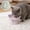 Purple936, variant on Tuvgenk Dog Bowl Cat Bowl Slow Feeder Raised Neck Support Stable Base Slant Design Reduce Gulping Comfort Posture for Daily Pet Feeding