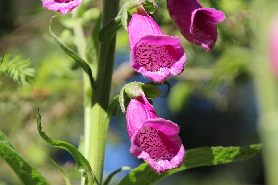Common Foxglove Flower Thimble Poisonous Plant20 Inch By