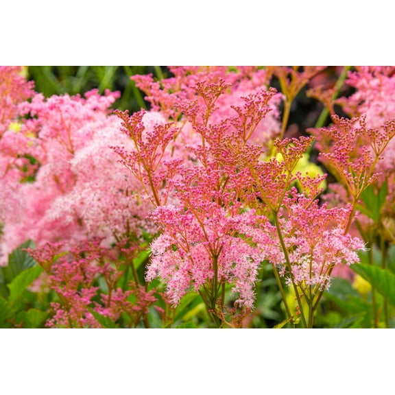 Seedville 10 Queen of the Prairie Pink Meadowsweet Plant Seeds