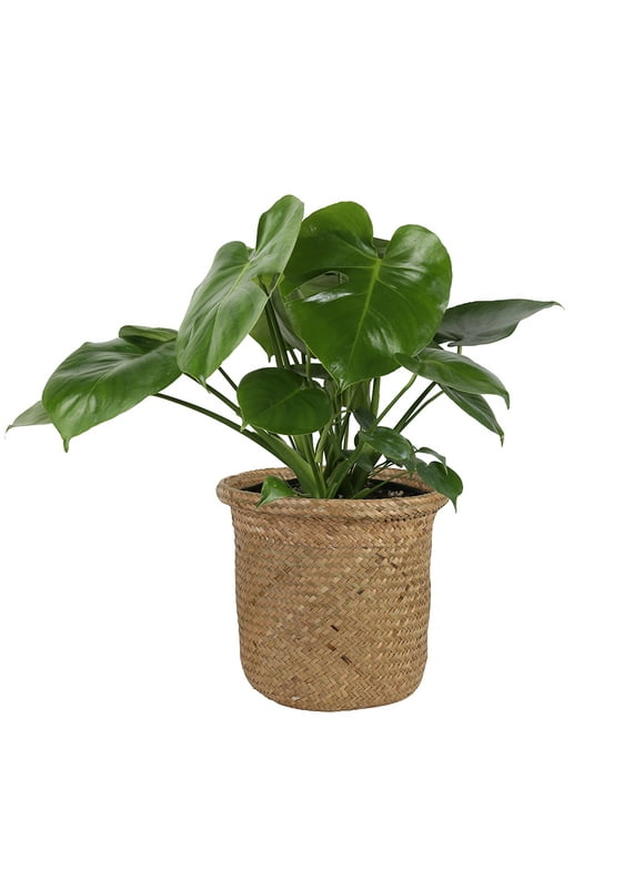 Indoor Plants in Live Plants