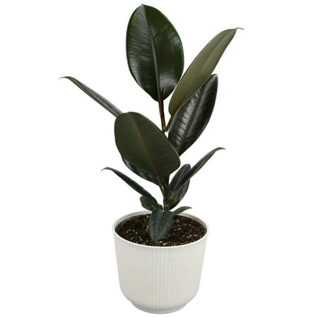 Element Ficus Burgundy House Plant in 6" White Decor Pot (Approx 15" Tall) Live Plant