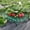 🔥 red_New#1466, variant on Strawberry Plant Growing Supports 5-Pack | Plastic 30cm Diameter Removable Stakes | Keeps Strawberries Off Ground • Promotes Clean, Even Ripening • Prevents Rot in Rainy Seasons