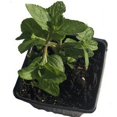thumbnail image 3 of Mint, Spearmint Plant, (Mentha spicata) 2.5 inch pot, 3 of 6