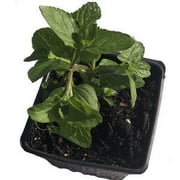 Mint, Spearmint Plant, (Mentha spicata) 2.5 inch pot