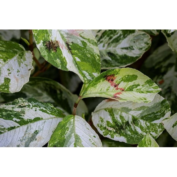Persicaria v. 'Painter's Palette' - Live Starter Plant