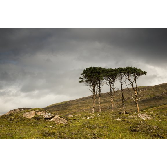 Small trees stand in a rugged field of grass and rock under a cloudy skyApplecross peninsula scotland Canvas Art - John Short  Design Pics (38 x 24)