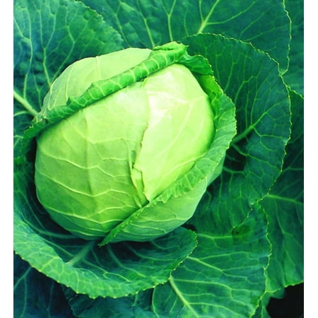 Bonnie Plants Flat Dutch Cabbage 6-pack