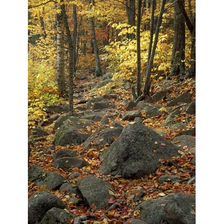 Fall Foliage on the Tarn Trail of Dorr Mountain, Maine, USA Print Wall Art By Jerry & Marcy