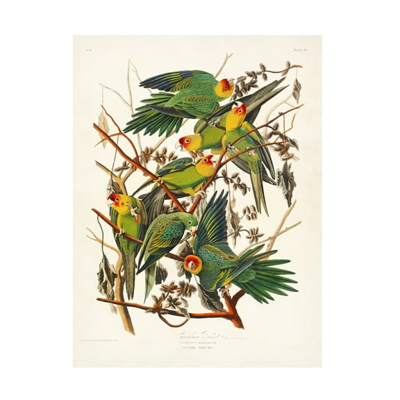 Trademark Fine Art Pictufy Carolina Parrot From Birds of America 1827 Canvas Wall Art