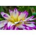 thumbnail image 2 of Perry, William 32x23 Gold Ornate Wood Framed with Double Matting Museum Art Print Titled - Blue purple white Dinnerplate AA dahlia blooming-Dahlia named Ferncliff Illusion, 2 of 4