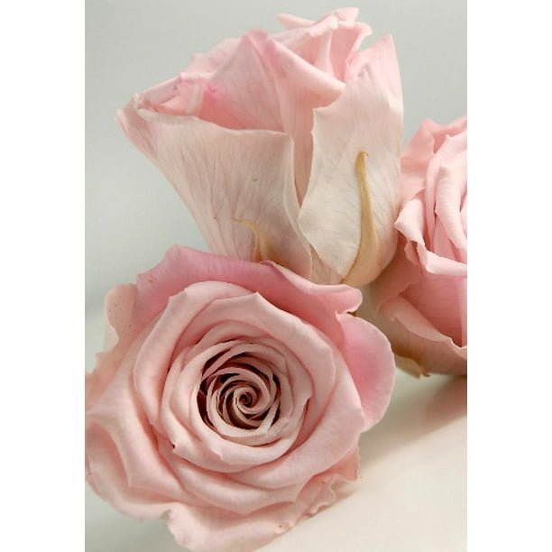 6 Pink Preserved Roses 2.5 inch