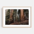thumbnail image 2 of Walking with Giants of the Forest - California Photography Forest Nature Woodland Wilderness Scenic Landscape Autumn Unframed Wall Art Print 40 x 60 inches, 2 of 7