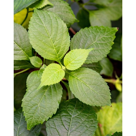 500 CLOVE BASIL Ocimum Basilicum Herb Flower Seeds