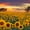 Sunflower Field Dusk, variant on Elephant Stock Sunset With Sunflowers Wall Art - Horizontal Canvas Wall Art - Hallway Wall Decor - Nature Canvas - Orange And Yellow Decor - 12" x 8"
