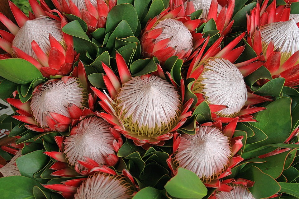 Flowers Pink Africa Protea Flowers Proteas Plant 20 Inch By 30 Inch 