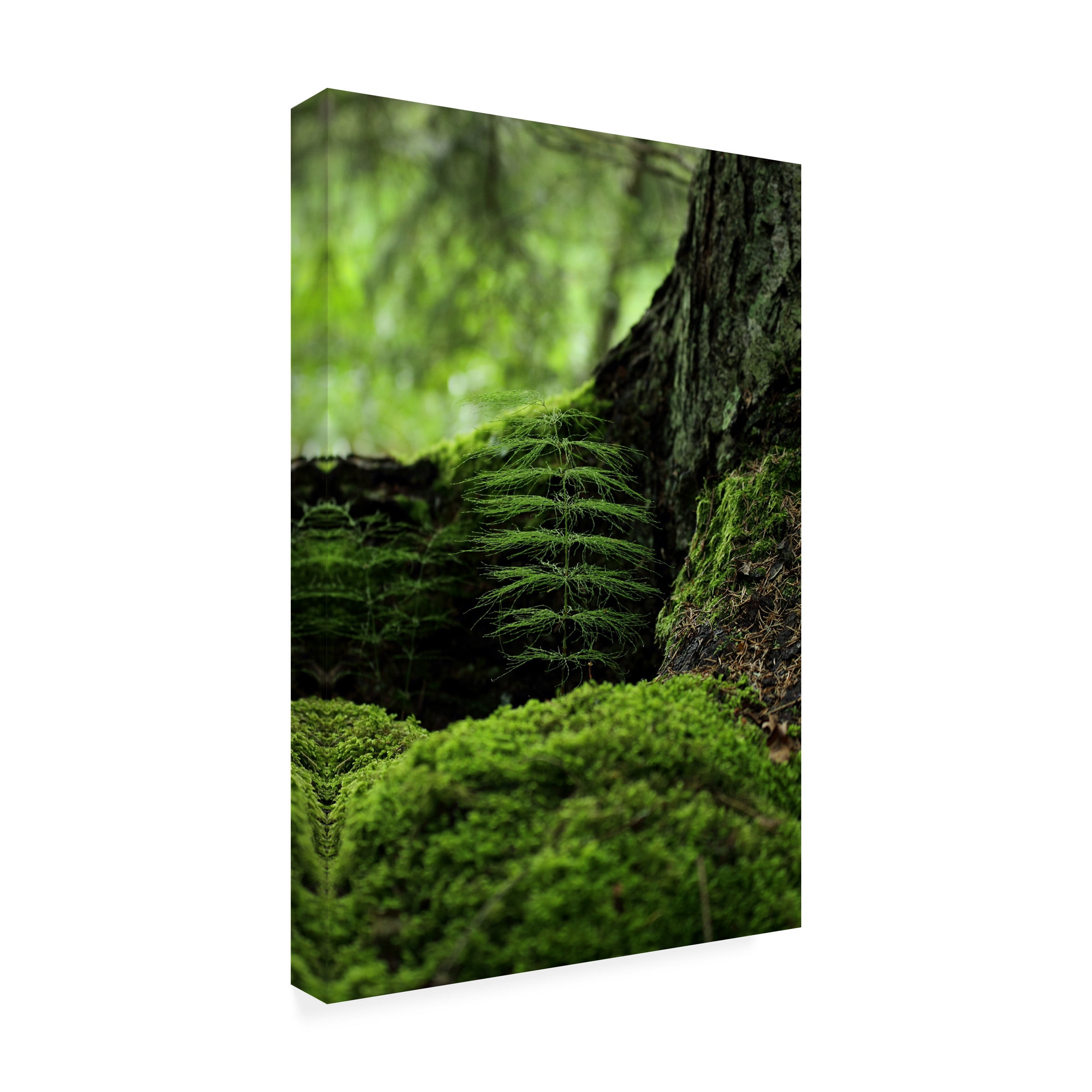 Ville Eklind 'Ever Green' Canvas Art