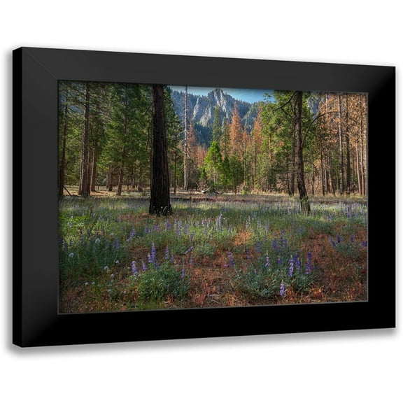 Fitzharris, Tim 14x12 Black Modern Framed Museum Art Print Titled - Lupine Meadow-Yosemite Valley-Yosemite National Park-California
