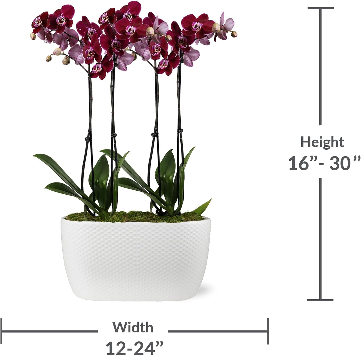 Just Add Ice 16-30" Dark Purple Premium Orchid Duo Live Plants in 10" White Dot Ceramic Planter, House Plant