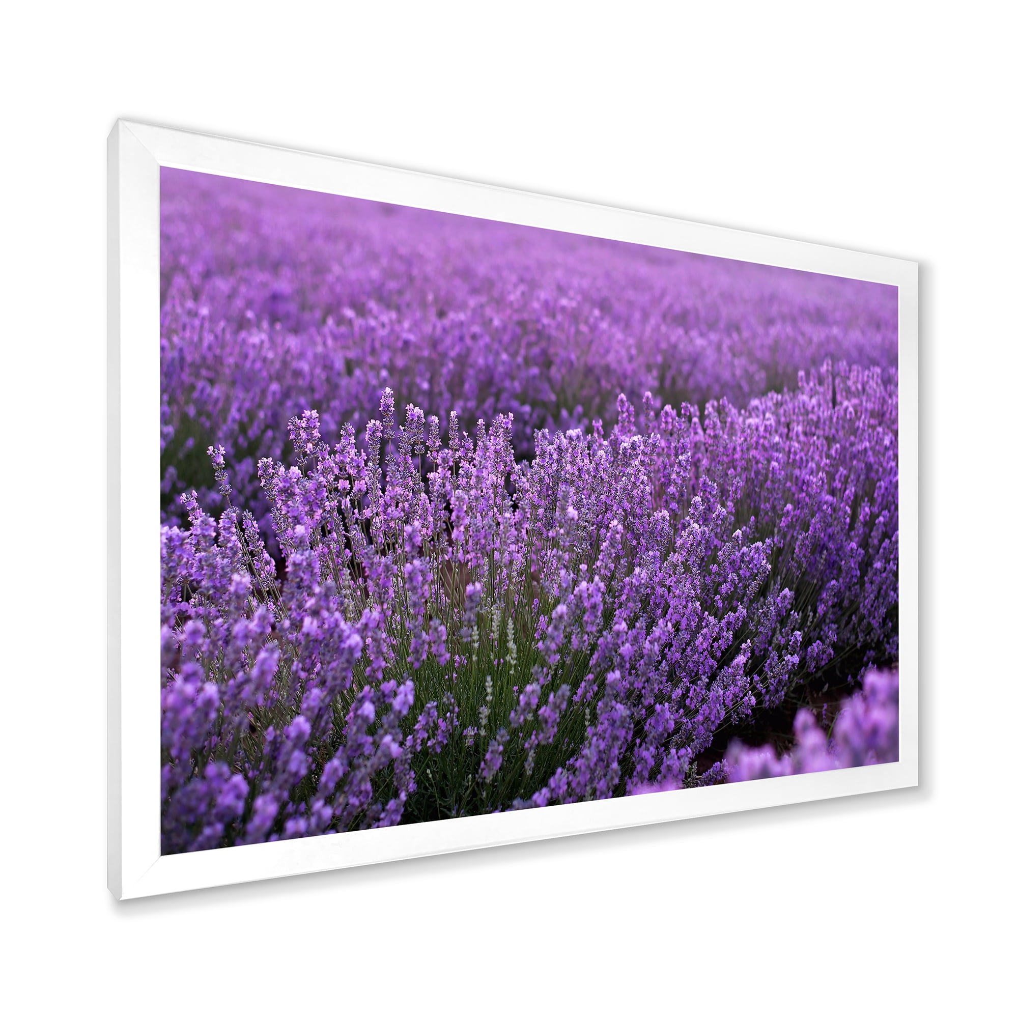 Designart 'Blooming Purple Lavender Meadow' Farmhouse Framed Art Print