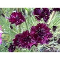 thumbnail image 4 of TomorrowSeeds - Black Ball Bachelor Button Seeds - 3000+ Count - For 2026 Planting Centaurea Cyanus, 4 of 9