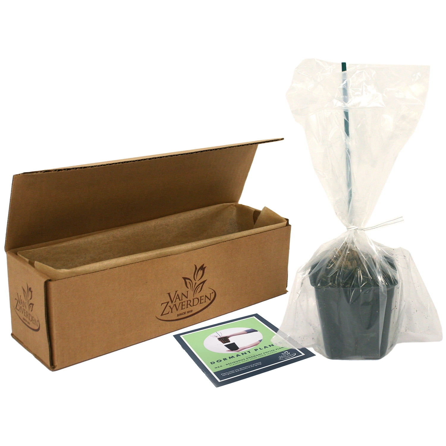 Van Zyverden Ornamental Grass Prairie Dropseed One Potted Plant Green Partial Sun Ornamental/Decorative 1 lb
