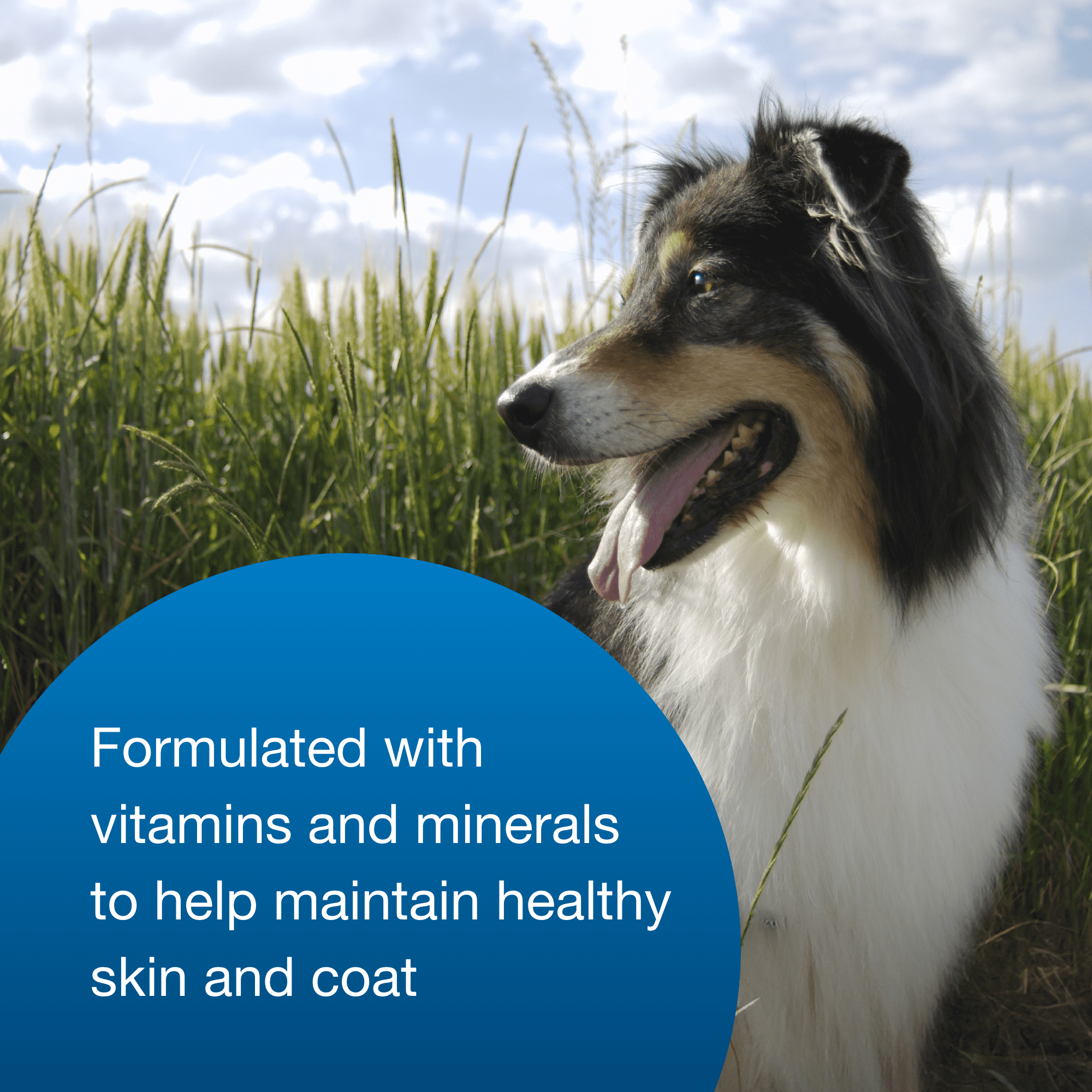 (6 pack) Pet-Ag High Calorie Gel Supplement for Dogs, 5 oz