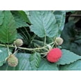 thumbnail image 6 of 20 AUSTRALIAN RASPBERRY aka Queensland & Atherton Raspberry Rubus Probus Red Berry Fruit Shrub Seeds, 6 of 6